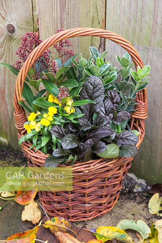 Wicker basket container planted with Ajuga, Skimmia, Euonymus and Cheiranthus - Wallflowers