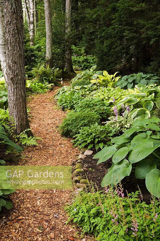 Cedar mulch path through borders edged with stones and planted with hostas and pteridophyta - ferns in woodland garden, summer