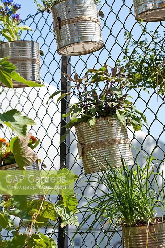 Modern container planting with Thymus, Allium schoenoprasum, Salvia purpurascens, Anchusa 'Loddon Royalist' and Calendula. A Moveable Feast, Design Kate Turner