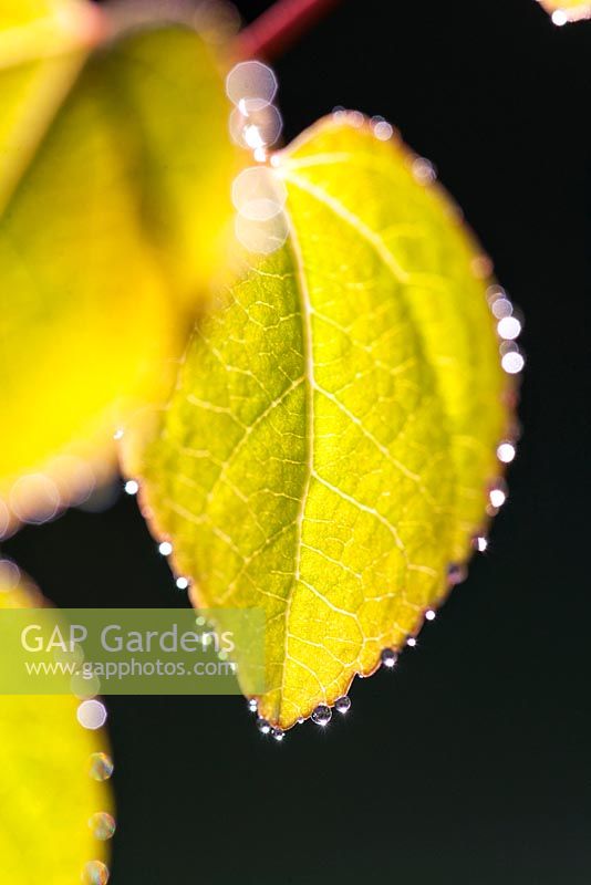 Cercidiphyllum japonicum - Katsura Tree leaves with dew drops - May 