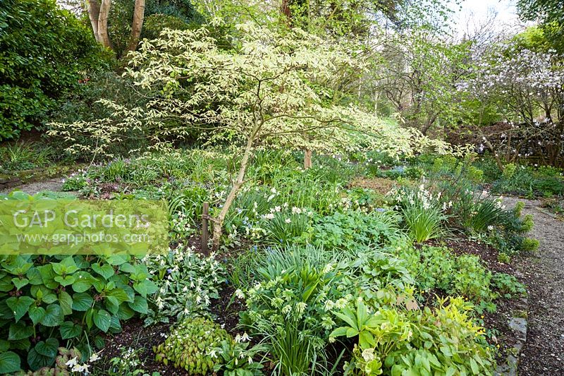 Cornus alternifolia 'Argentea' in the woodland garden underplanted with narcissi and ground cover including epimediums, hellebores and erythroniums. Bosvigo House, Truro, Cornwall, UK