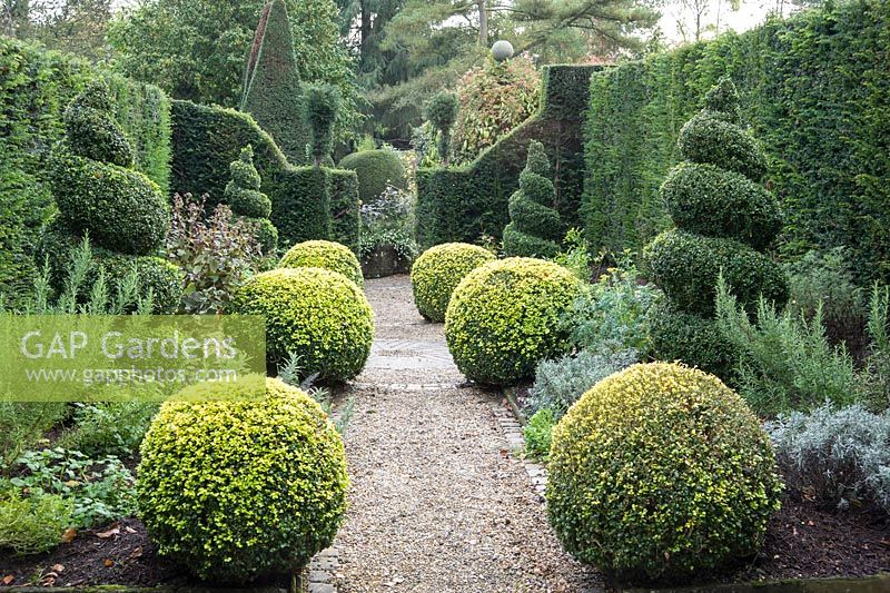 The Herb Garden with clipped golden box and yew spirals for year round structure interplanted with herbs including rosemary, lavender and rue.