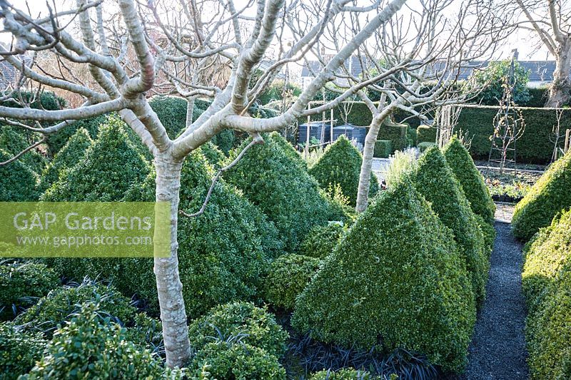 Four standard fig trees underplanted with box pyramids and black leaved Ophiopogon planiscapus 'Nigrescens' form the centrepiece of a formal kitchen garden. 