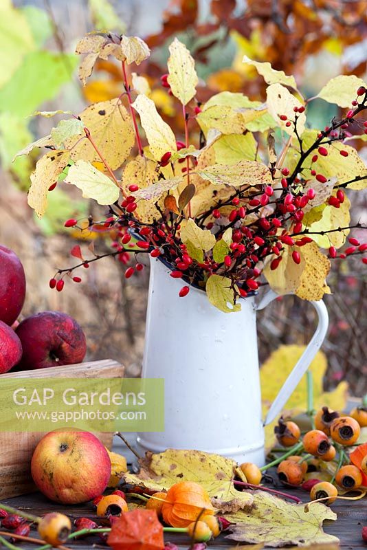 Autumn displays with jug and trug of apples on a table - dogwood Cornus sanguinea 'Midwinter Fire', rose hips, Berberis thunbergii atropurpurea.