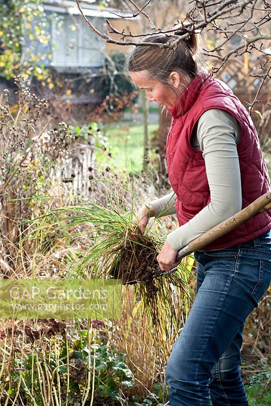 Woman digging divided grass Deschampsia cespitosa to transplant in new location.