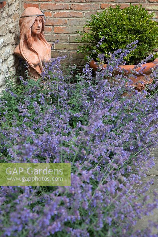 Nepeta 'Six Hills Giant' - Catmint, with terracotta bust and Buxus ball - Box in terracotta pot.