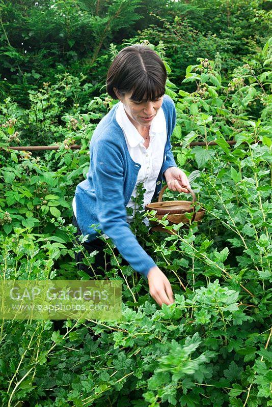 Louise picking gooseberries with small fruit trug in the fruit garden.