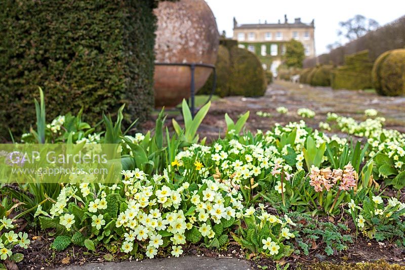 Highgrove Garden in Spring, April 2013. Primroses by the Thyme walk