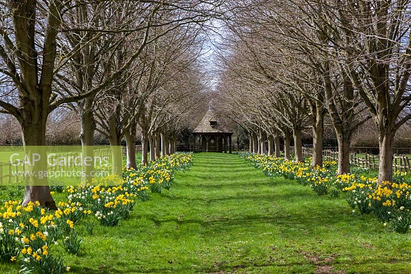 Highgrove Garden in Spring, April 2013. The Dovecote and daffodils in the Lime Avenue.    