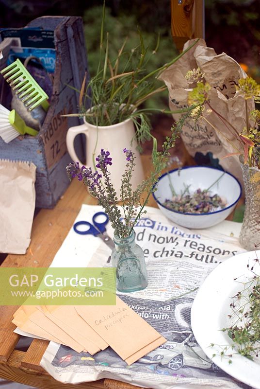 Drying linaria seed heads on greenhouse bench - saving seeds from your garden 