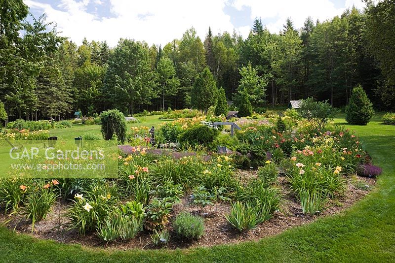 Oval shaped border with various 2008 Hemerocallis - Hybrid Daylilies and a Larix decidua pendula - Weeping Larch in backyard Country garden in summer, Jardin des Mesanges garden, Quebec, Canada