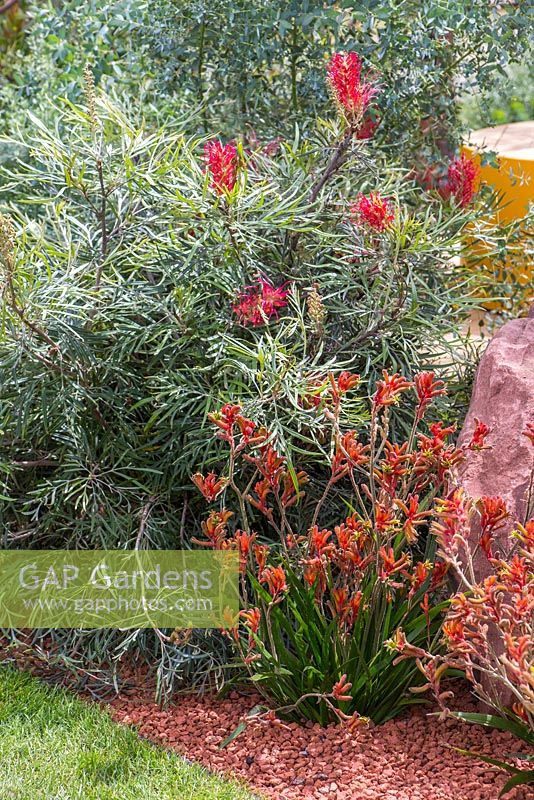 Border planting of Callistemon 'Kings Park Special' and Anigozanthos hybrid 'nana orange'. Garden: Essence of Australia. RHS Hampton Flower Show 2014