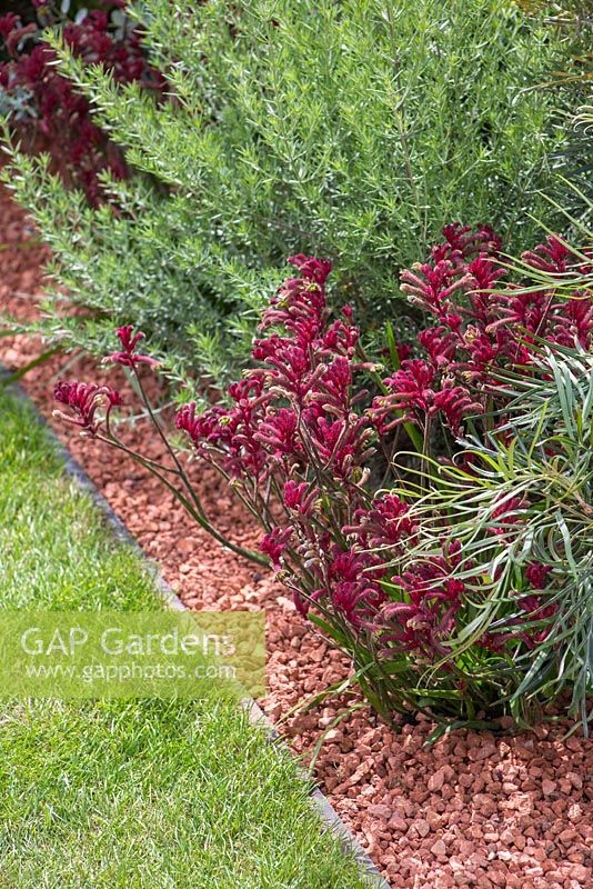Border planting of Anigozanthos hybrid 'nana dark red' and Ozothamnus diosmifolius. Garden: Essence of Australia. RHS Hampton Flower Show 2014