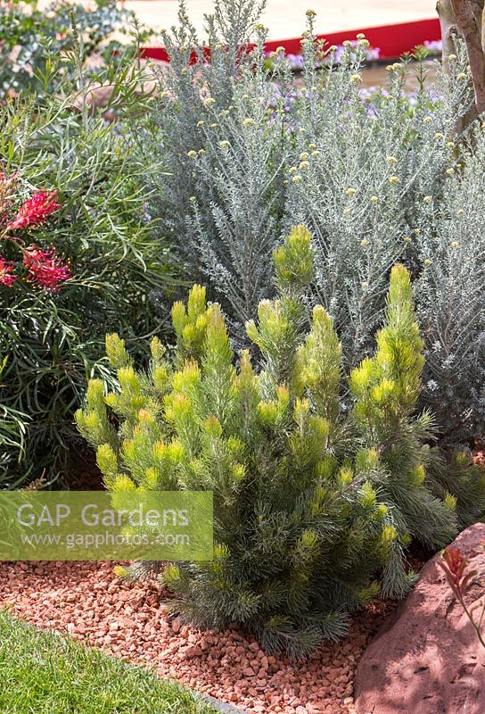 Border planting of Callistemon 'Kings Park Special', Ozothamnus Rosmarinifolius 'Silver Jubilee' and Adenanthos sericeus. Garden: Essence of Australia. RHS Hampton Flower Show 2014