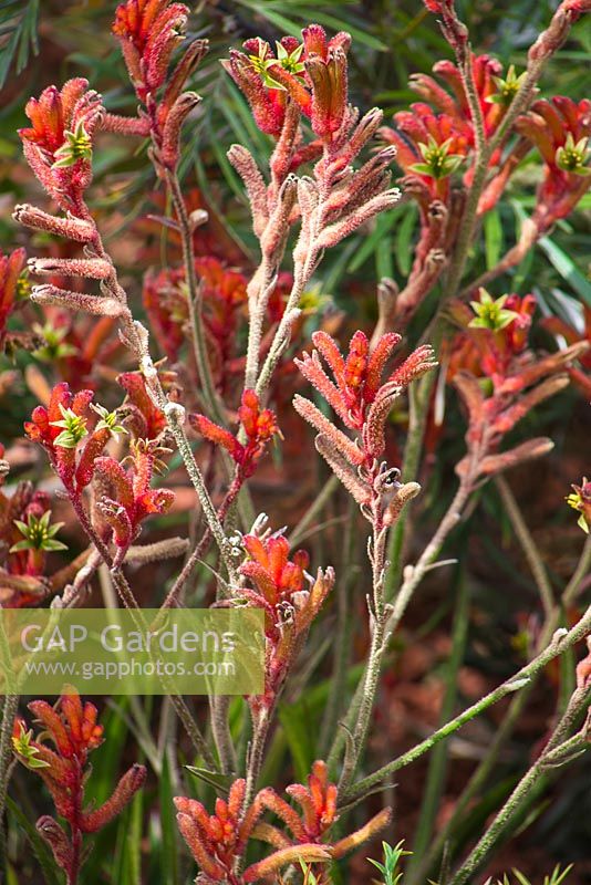 Anigozanthos hybrid 'nana red'. Garden: Essence of Australia. 