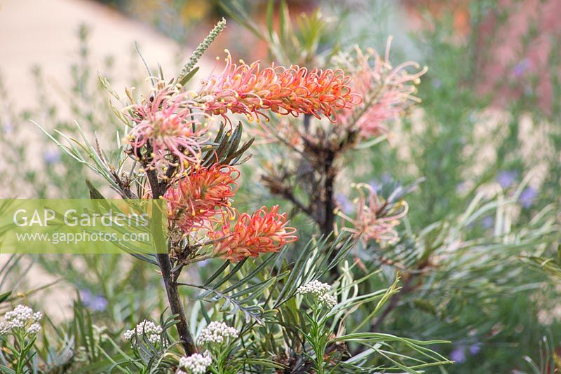 Grevillea olivacea. Garden: Essence of Australia. 
