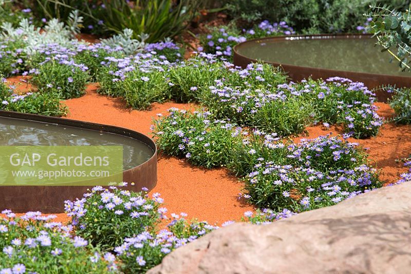 Border planting of Brachyscome amongst boulder and water features. Garden: Essence of Australia. RHS Hampton Flower Show 2014