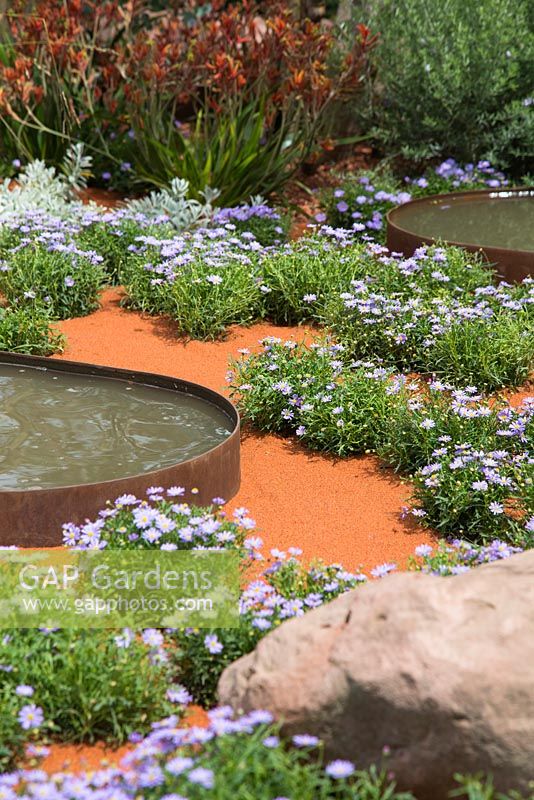 Border planting of Brachyscome amongst boulder and water features. Garden: Essence of Australia. RHS Hampton Flower Show 2014