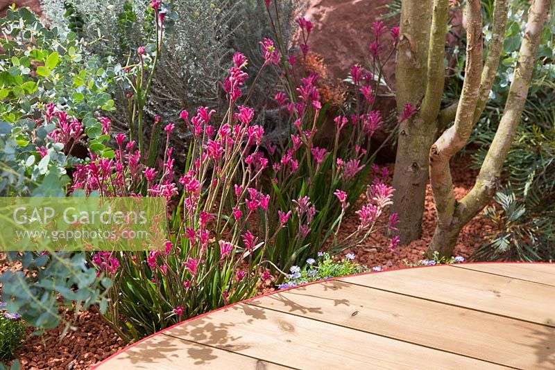Border planting of Anigozanthos hybrid 'nana pink', Ozothamnus Rosmarinifolius 'Silver Jubilee' and Eucalyptus gunnii, beside a wooden walkway. Garden: Essence of Australia. RHS Hampton Flower Show 2014