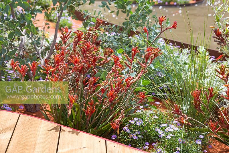 Border planting of Anigozanthos hybrid 'nana red' underplanted with Brachyscome, beside a wooden walkway. Garden: Essence of Australia. RHS Hampton Flower Show 2014