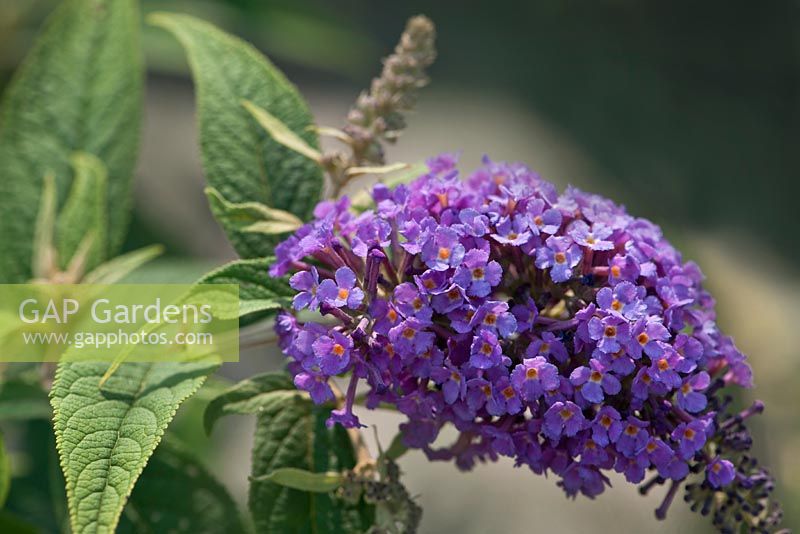 Buddleja  x davidii  'Purple Haze' - butterfly bush - late summer