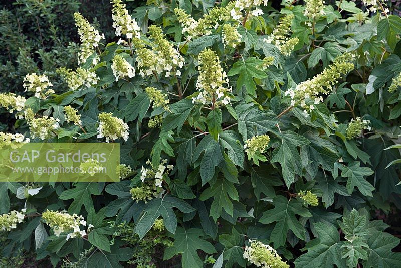 Hydrangea x quercifolia 'Semmes Beauty' - Oakleaf Hydrangea