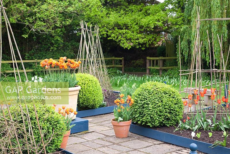 Raised beds with plant cane supports in spring vegetable and cutting garden including Buxus balls and Tulipa 'Ballerina' and Tulipa 'Cairo' in decorative containers