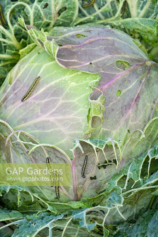 Drumhead Cabbage infested with Large White caterpillars - Pieris brassicae.