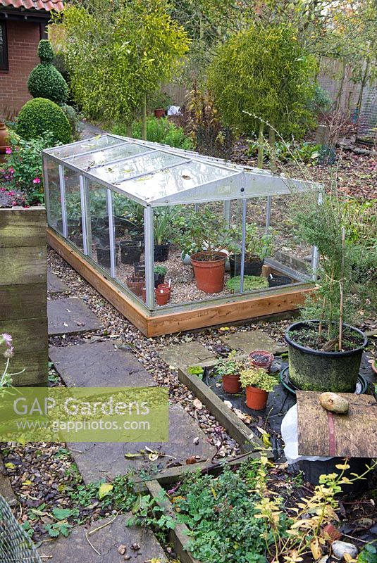 Aluminium and glass cold frame housing overwintering plants and bulbs including, Auriculas, Freesias , Begonias and hardy Fuchsias