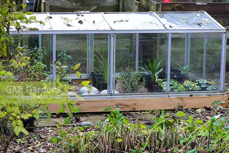 Aluminium and glass cold frame housing overwintering plants and bulbs including, Auriculas, Freesias , Begonias and hardy Fuchsias