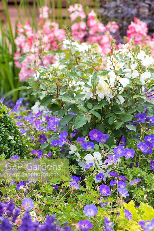 Rosa underplanted with Geranium 'Rozanne'. Garden: A Hampton Garden. 
