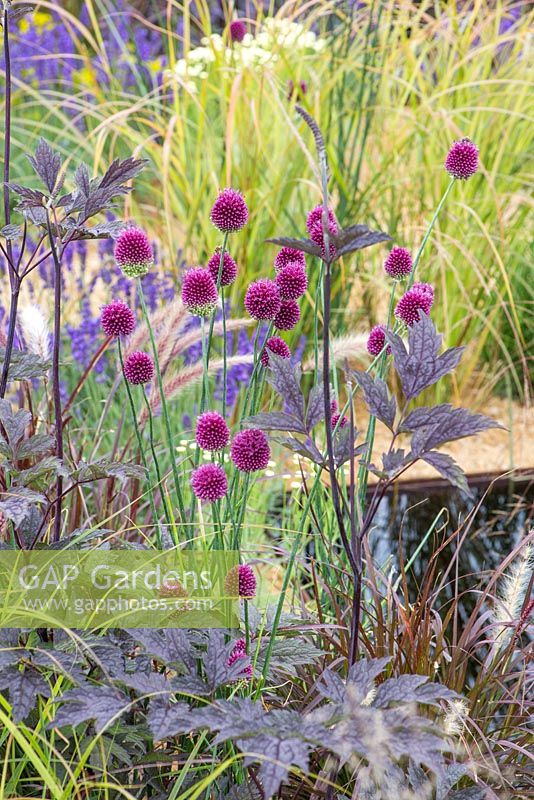 Allium sphaerocephalon, Actaea simplex 'James Compton' and Pennisetum setaceum 'Rubrum' with a view to a water feature. Garden: The One Show Garden. RHS Hampton Court Flower Show, July 2014
