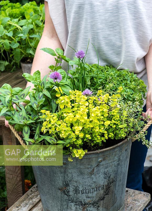 Planting a container herb garden step by step with basil, golden curly oregano, variegated thyme, curly parsley, chives and Vietmanese coriander.