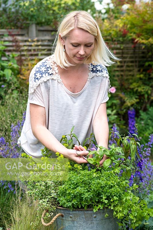Woman  harvesting herbs. Planting a container herb garden step by step
