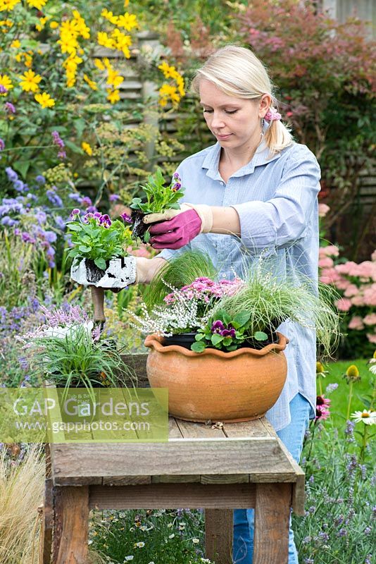 Planting late summer pot step by step. Arrange the plants in the container - tallest in the centre and smallest by the edge.
