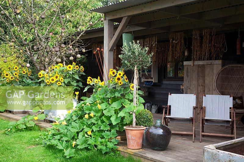 Decked verandah with deck chairs, Olive tree,  galvanised old water tanks full of dwarf sunflowers - Helianthus annuus 'Irish Eyes' and Pumpkin 'Munchkin' and 'Little Gem'. Plum tree living sculpture with hanging coconut shells, wooden mobiles and birdhouse. 