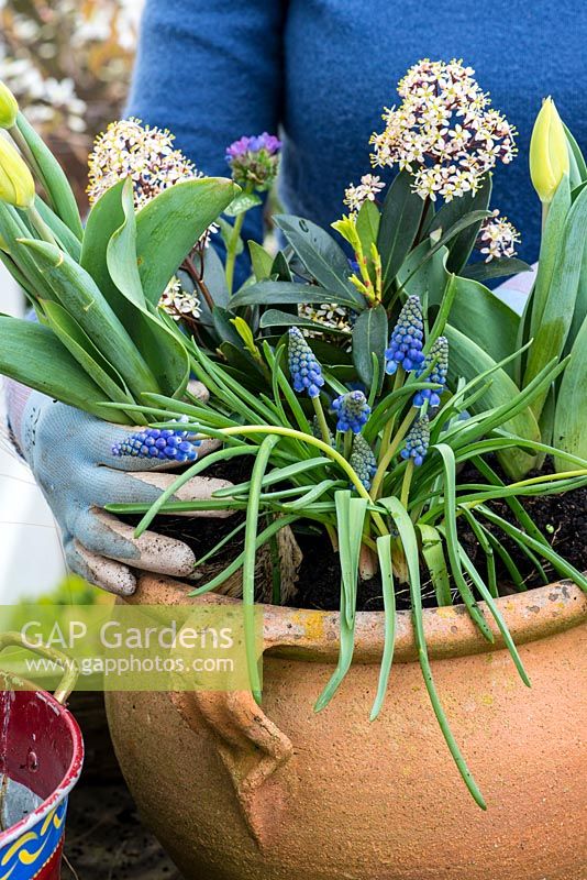 Step by step planting a spring container for Easter. Plant the Muscari, Bellis and Narssisus around the Skimmia.