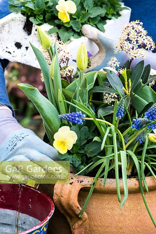 Step by step planting a spring container for Easte. Plant the smallest plants, the violas, in the gaps at the edge of the container.