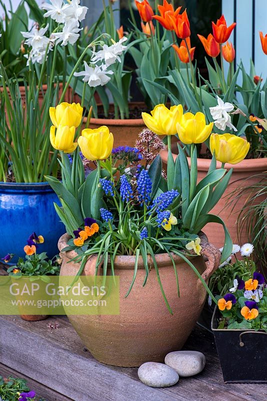Step by step planting a spring container for Easter. Two weeks after planting, the container is in full flower with golden tulips, blue grape hyacinths, pulmonaria and Skimmia japonica.