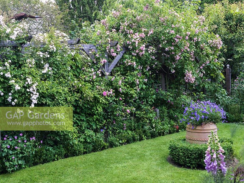 A traditional summer garden with borders filled with roses and perennials, a rectangular lawn, and terracotta urn with Violas.  On left, pergola covered in climbing roses: Rosa 'Rambling Rector' and Rosa 'Ballerina'.