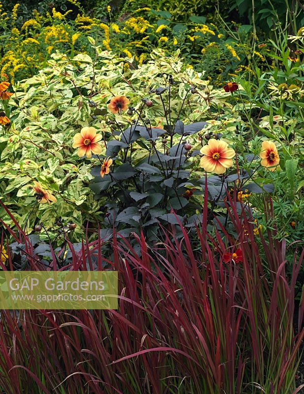 Lower garden hot border. Dahlia 'Sunshine', Persicaria virginina 'Painters Palette', Imperata cylindrica 'Rubra', solidago, Echinacea 'Sunrise'.