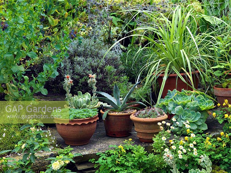 Pot collection of Agave americana, sedum, perpervisum and Astelia chathamica, framed by Cerinthe major Purpurascens, feverfew and corydalis.