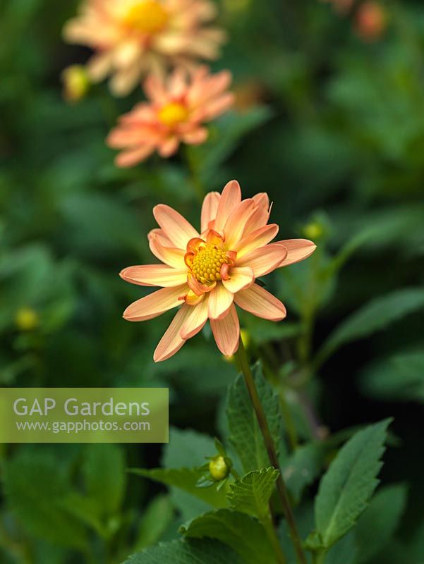 Dahlia 'Longwood Dainty', a peony shaped, small, light orange, double flowered dahlia, a tuber producing showy flowers from late summer well into autumn. September
