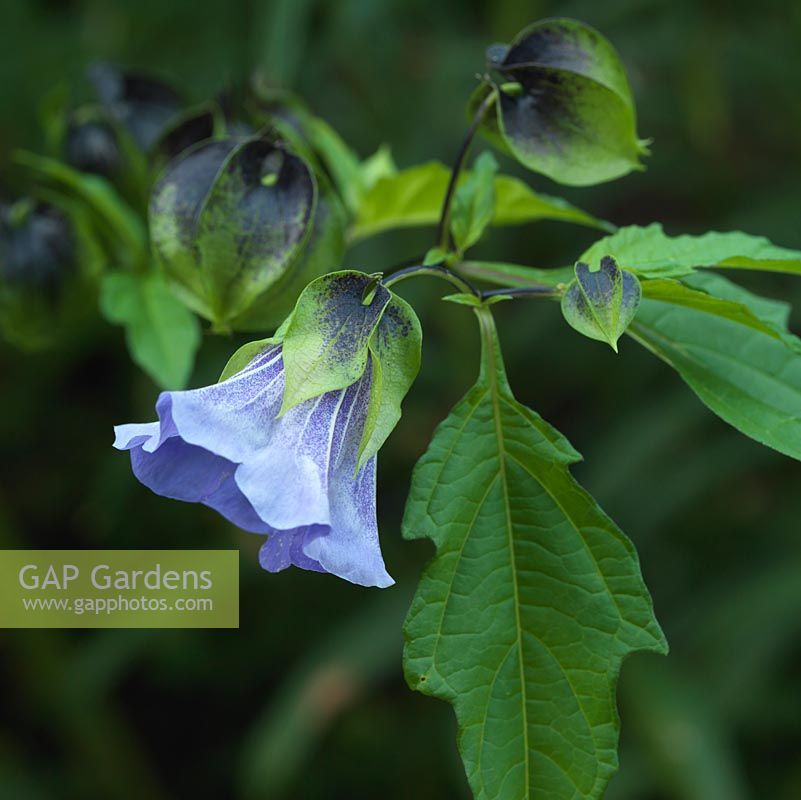 Nicandra physalodes, shoo-fly plant, an annual with bell shaped flowers, pale blue and white, very shortlived lasting a few hours and followed by greenish brown seed heads.