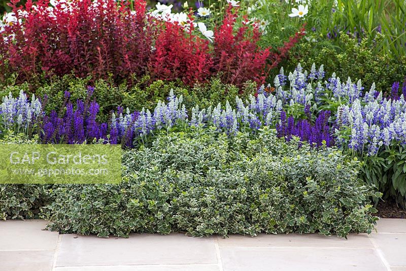 Border planting of Euonymus fortunei 'Emerald Gaiety', Salvia farinacea 'Victoria Blue', Salvia x sylvestris 'Mainacht' and Berberis thunbergii 'Orange Rocket', beside a stone path. Garden: One Hundred Years From Now. RHS Hampton Court Flower Show, July 2014