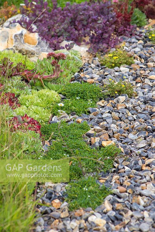 Border planting of mixed Semperviven and Succulents, beside a path of knapped flint. Garden: The Flintknapper's Garden - A Story of Thetford.