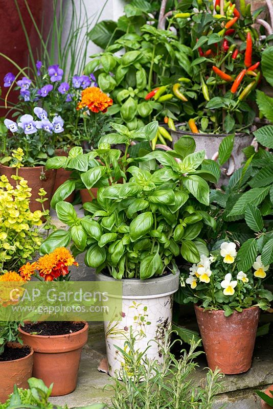 Collection of culinary herbs, grown in pots  on steps in small courtyard. Herbs: basil in centre, with pots of French marigolds and edible violas and chilli peppers.