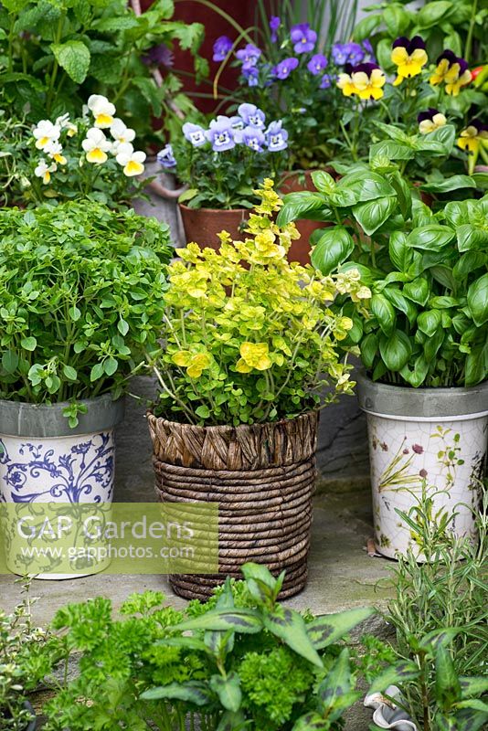 Collection of culinary herbs, grown in pots on steps in small courtyard. Pot of Vietnamese coriander growing in basket, flanked by pots of Greek basil and basil. Behind, violas.