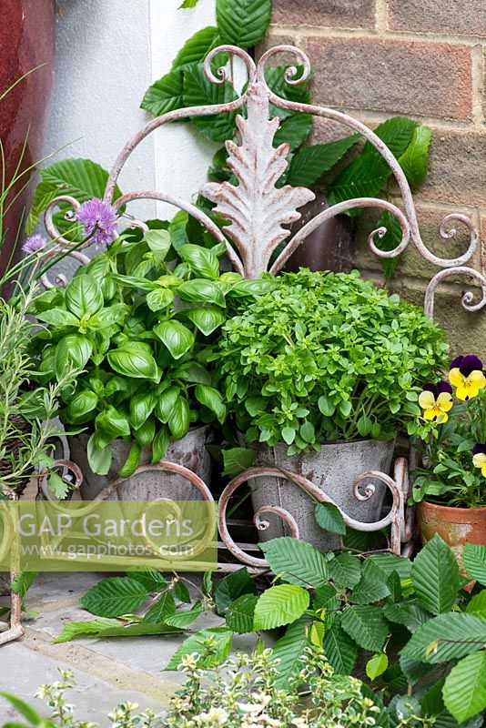 Pots of basil and Greek basil, grown on steps in small courtyard.