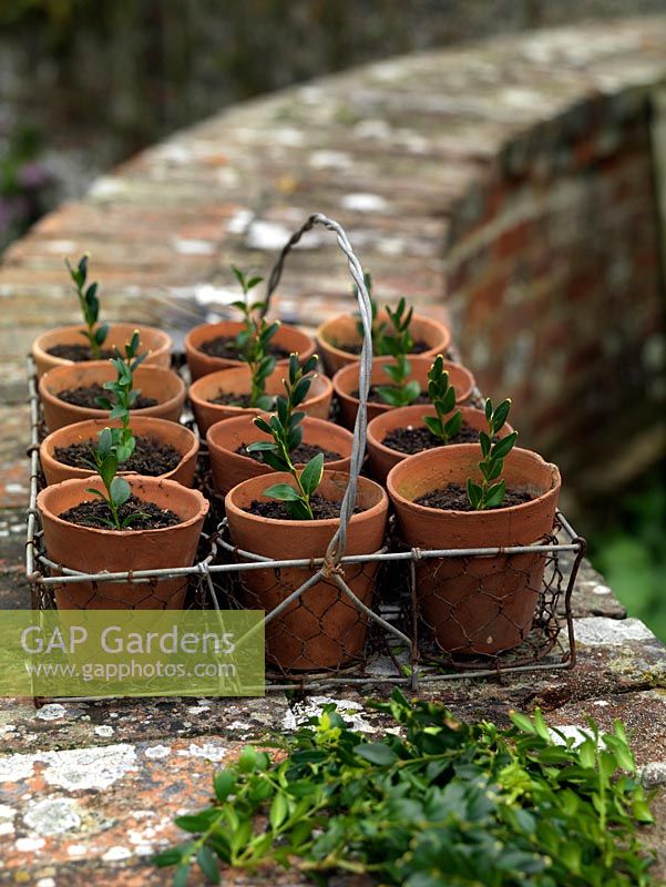 Potted box cuttings, with compost regularly watered, can be kept in the greenhouse, or outside where rooting occurs in 6-8 weeks. Grow on, planting out in autumn and pinching out the tips regularly as the plants fill out.
